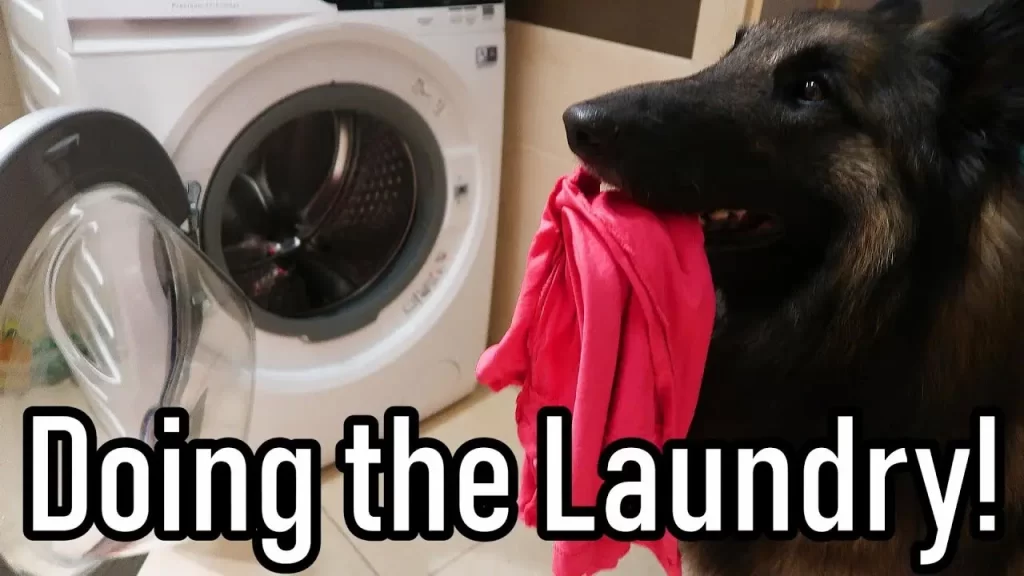Can you put a dog leash in the washing machine