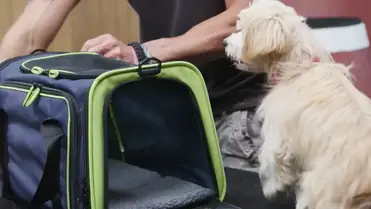 does a dog carrier count as a carry on