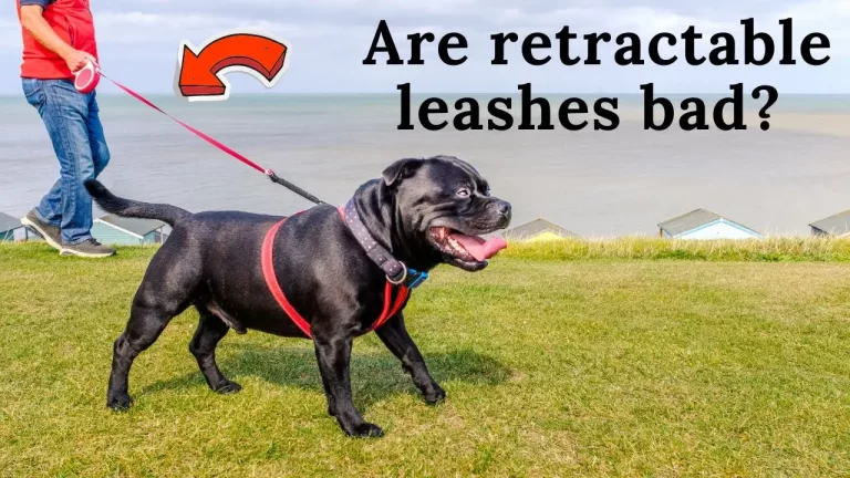 Are Retractable Leashes Bad For Dog Training