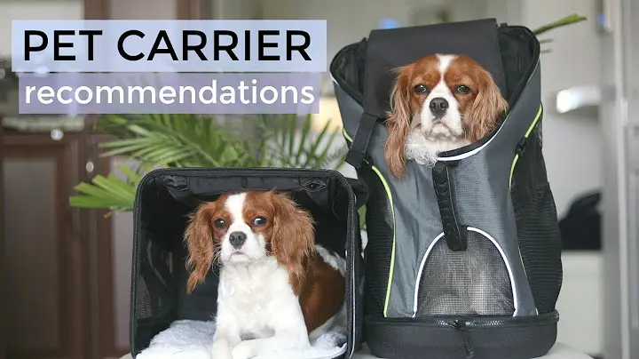 Do you take your dog shopping in a carrier