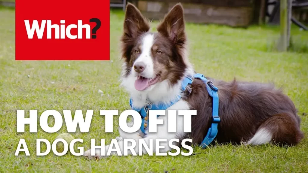 top paw harness instructions