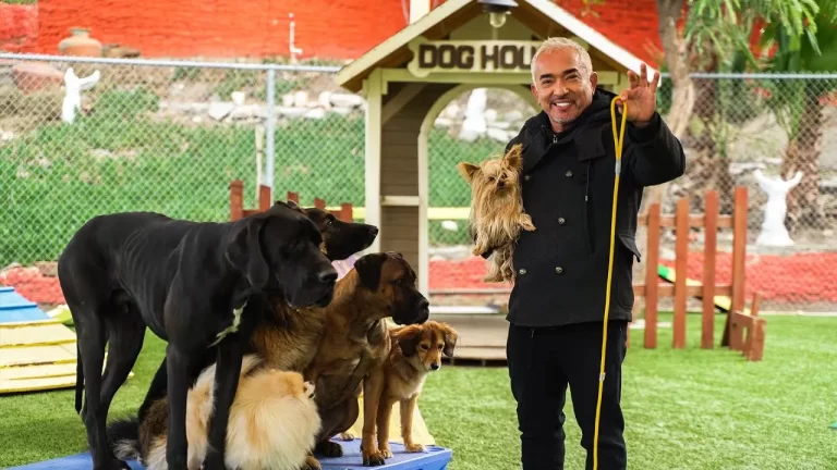 What Does Cesar Millan Use For Dog Training