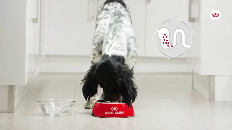 is Royal Canin Small Digestive Care Dry Dog Food Discontinued