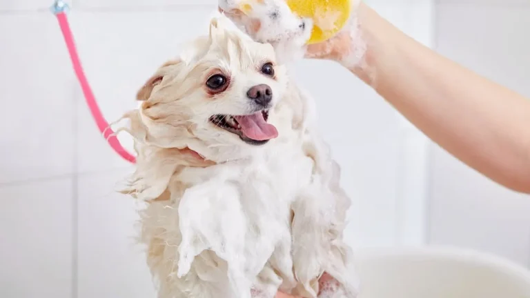 Arm And Hammer Dog Shampoo Recall, Reviews, Pros and Cons