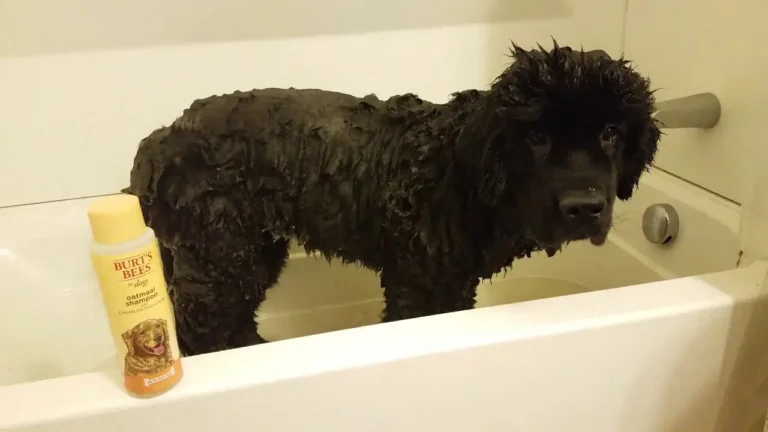 Burt's Bees Dog Shampoo Recall, Reviews, Pros and Cons