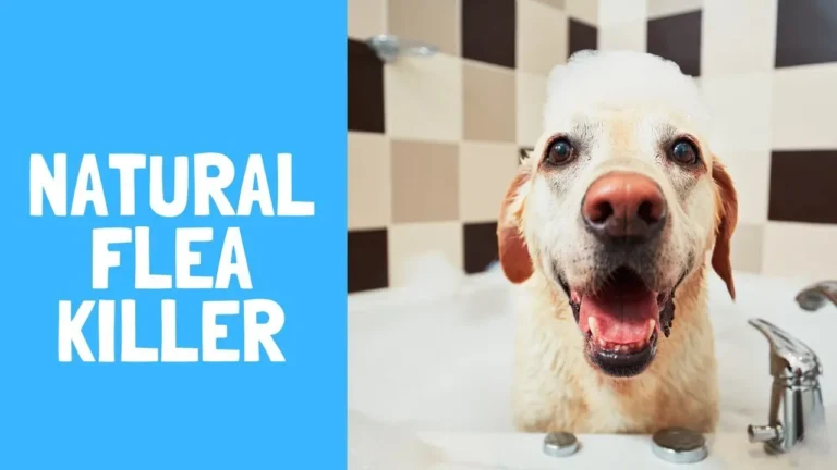 Oster Dog Shampoo Recall, Reviews, Pros and Cons