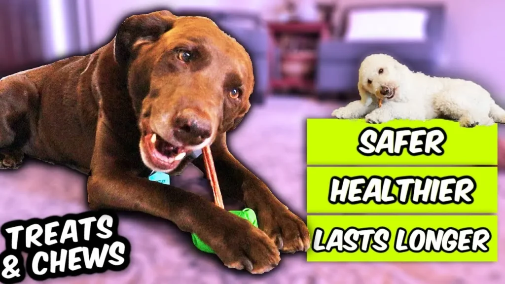 dog chews that won't break teeth